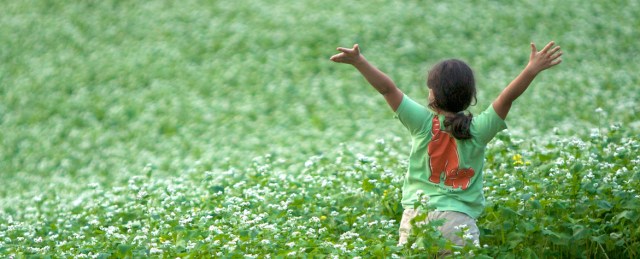 farm, organic, buckwheat, green, manure, girl, green manure, rural, agriculture, family farm